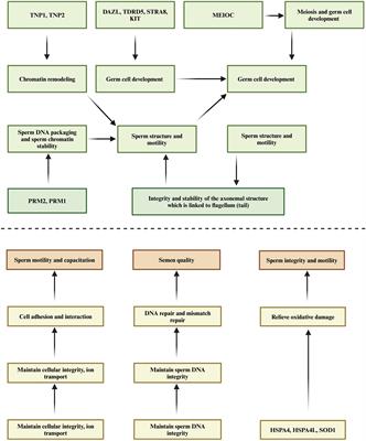 Determinant genetic markers of semen quality in livestock